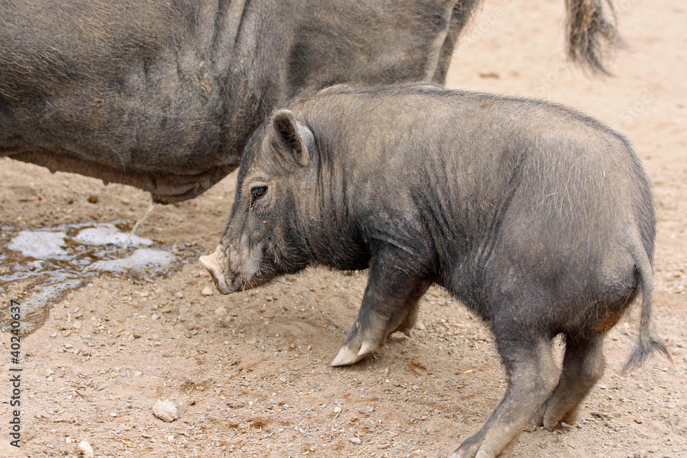 TIERE_0651_Haengebauchschwein TIERE_0651_Haengebauchschwein