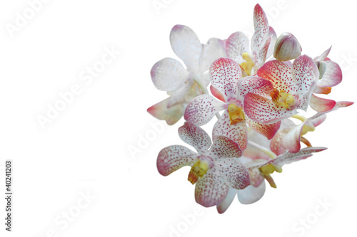beautiful orchid isolated on white background