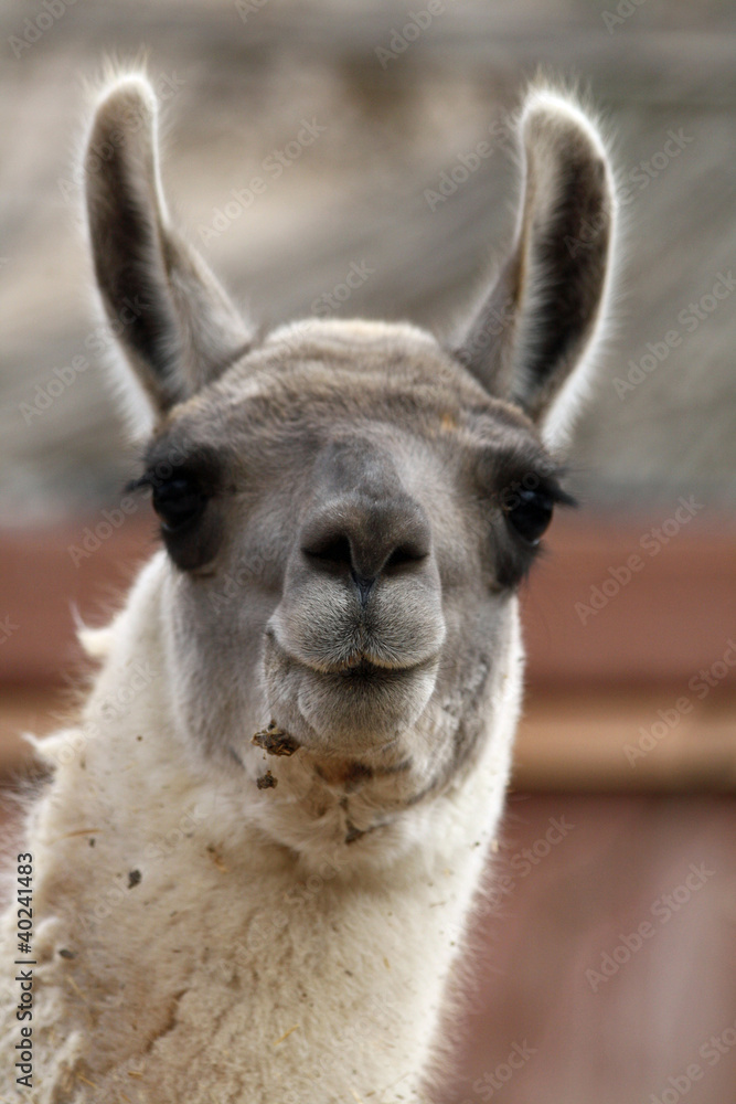 Obraz premium TIERE_0666_Lama