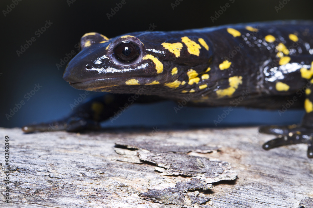 Fototapeta premium fire salamander
