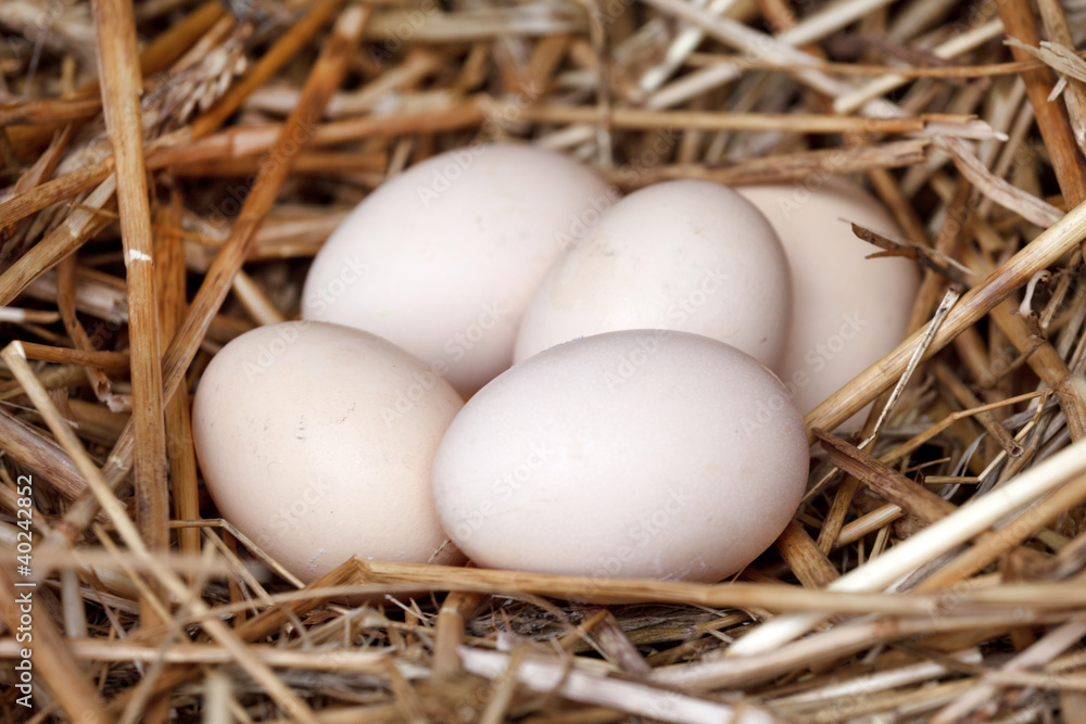 organic eggs organic eggs