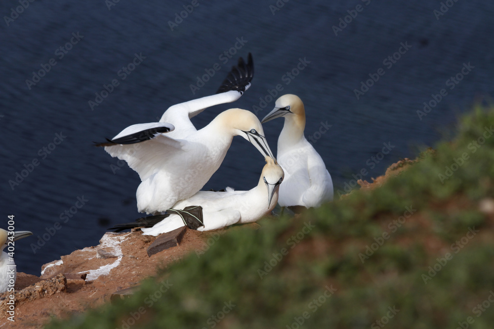 Obraz premium Basstölpel