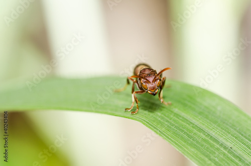 wasp macro in green nature or in garden