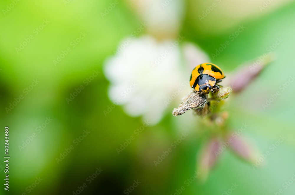 ladybug macro in green nature ladybug macro in green nature