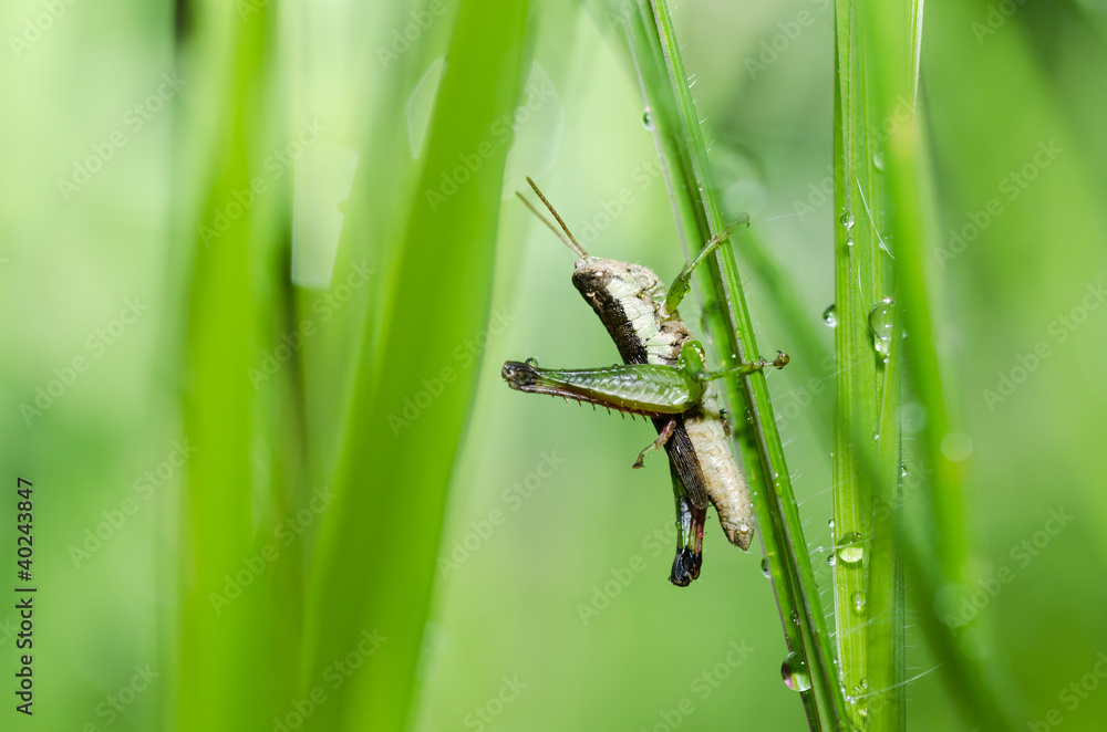 grasshopper macro in green nature grasshopper macro in green nature