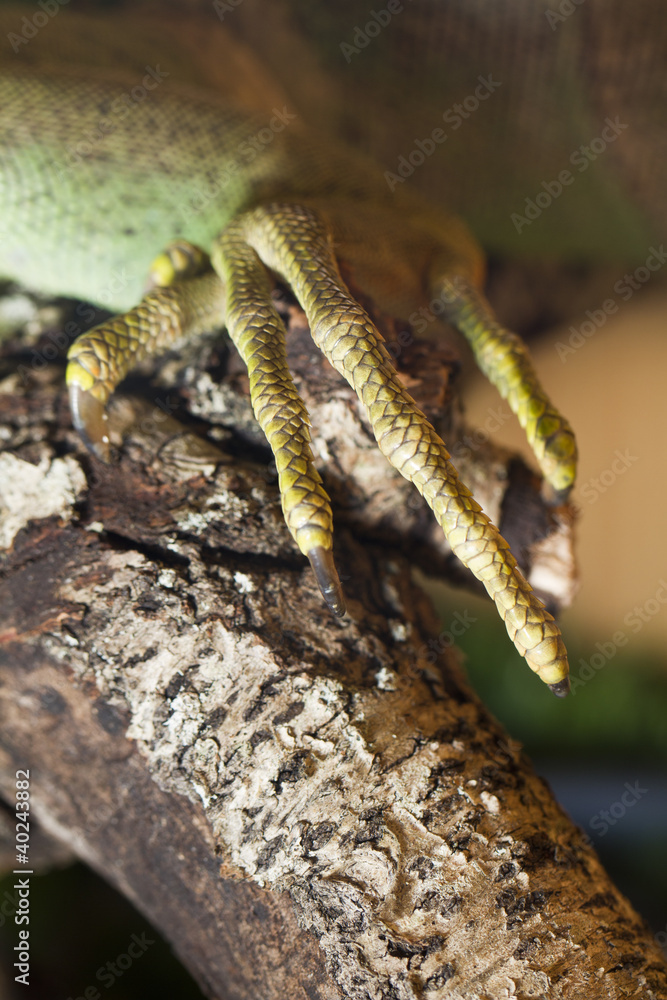 Obraz premium iguana lizard claw