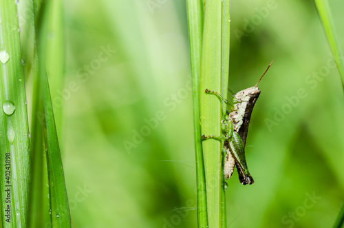 grasshopper macro in green nature