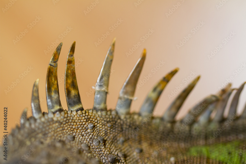 Obraz premium iguana spiked back