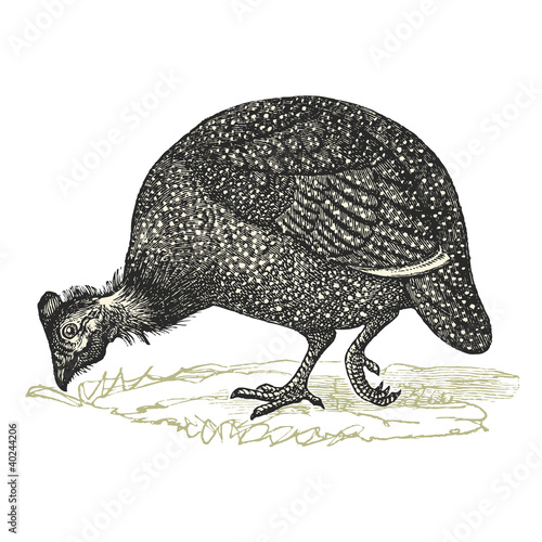 Pintade