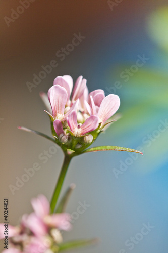 Dorycnopsis gerardii