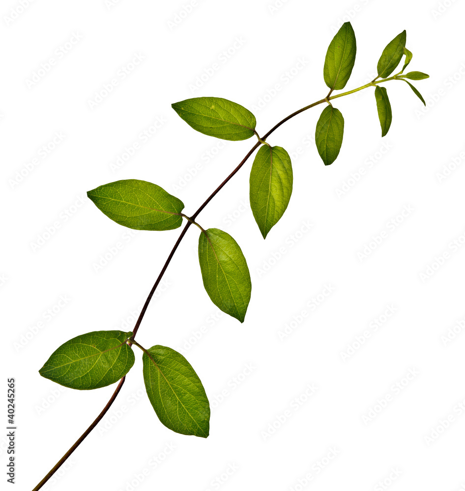 Close up of vine Close up of vine