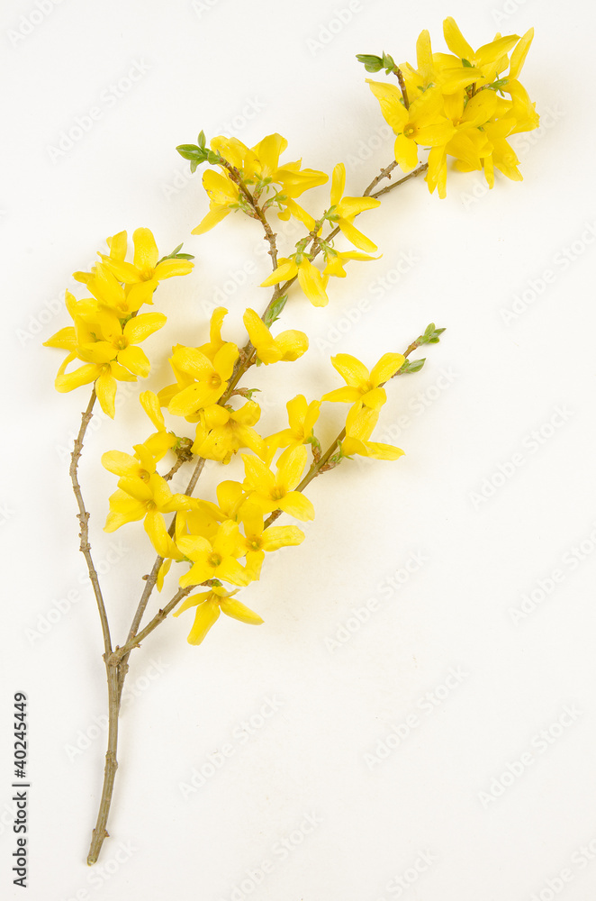 Planche botanique / Forsythia x