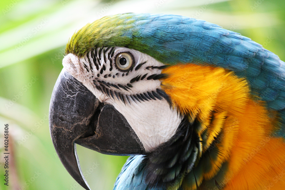 Obraz premium TIERE_0688_Gelbbrustara