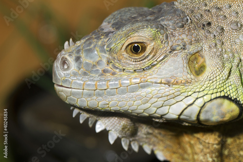 iguana lizard © Mauro Rodrigues