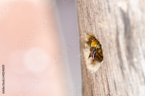 Carpenter bee macro in the nature