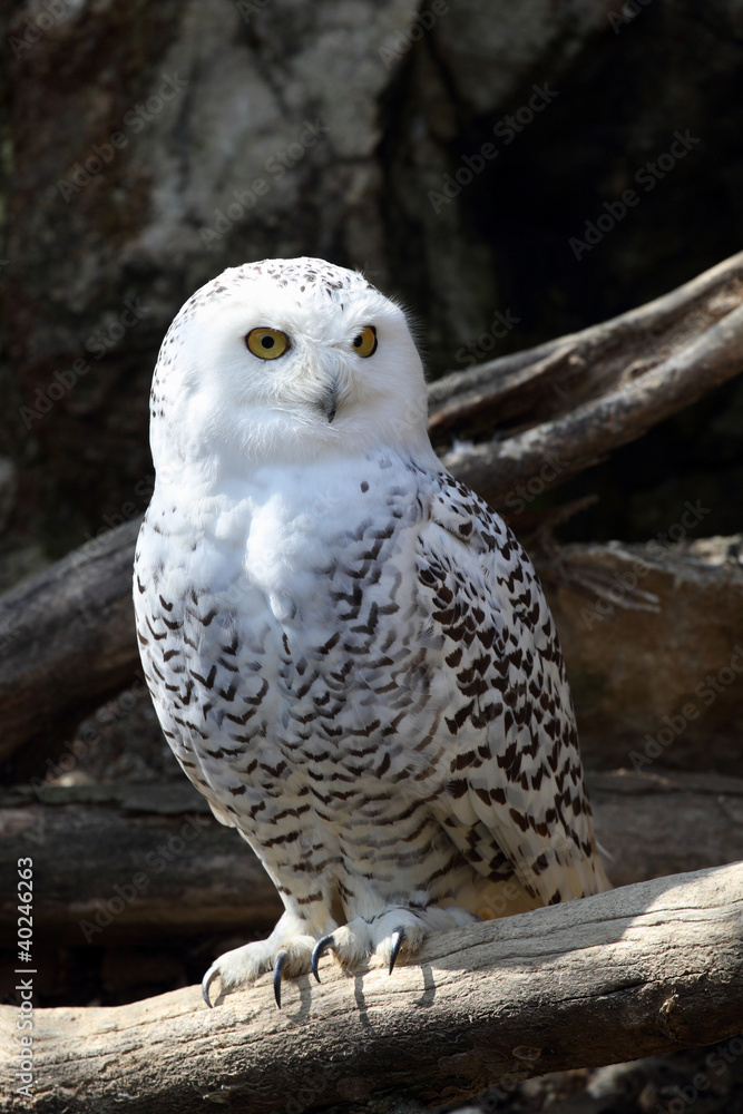 Fototapeta premium Snowy owl
