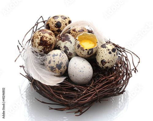 quail eggs in nest isolated on white