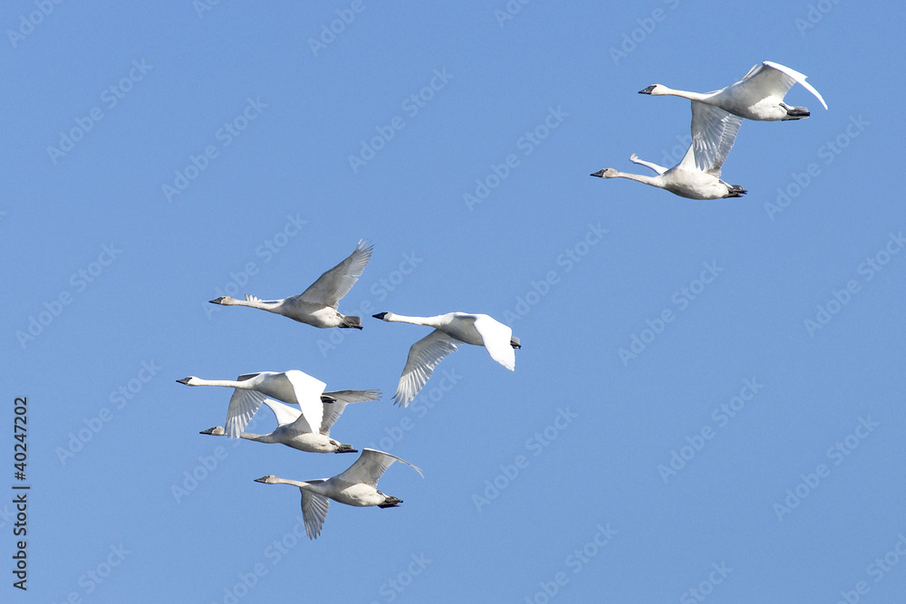 Obraz premium Flock of Flying Trumpeter Swans