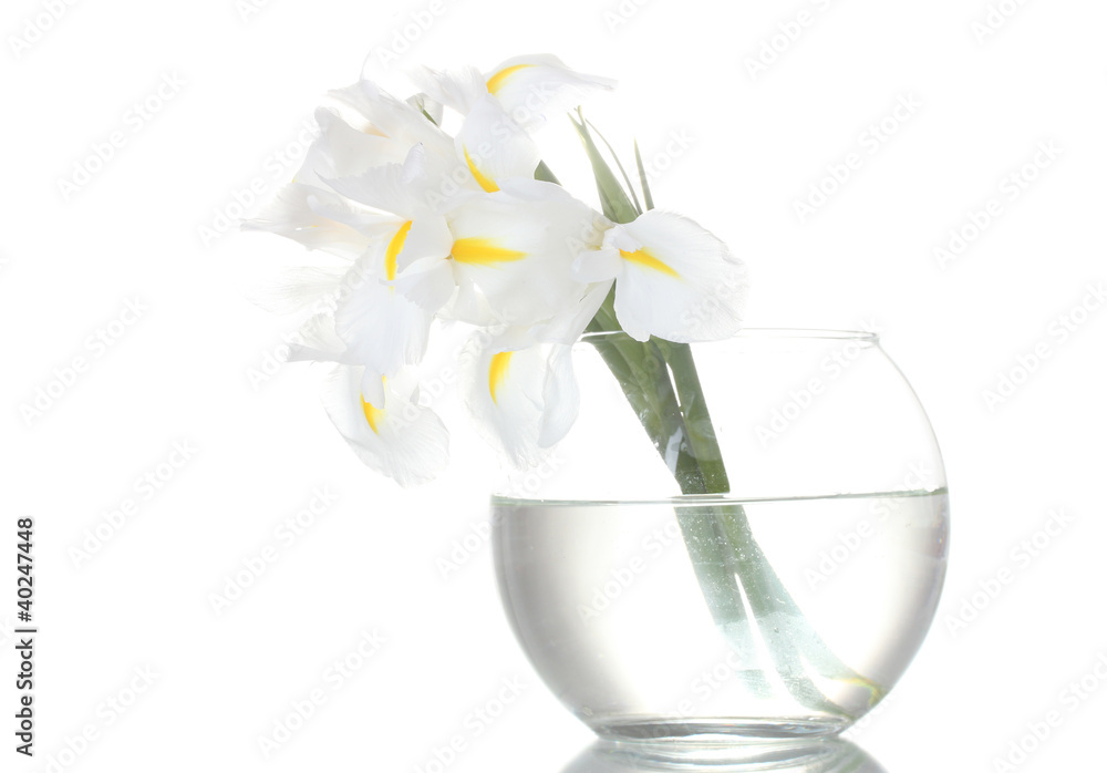 Beautiful irises in vase isolated on white Beautiful irises in vase isolated on white