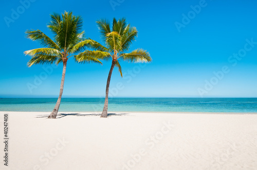 Empty tropical beach with palms
