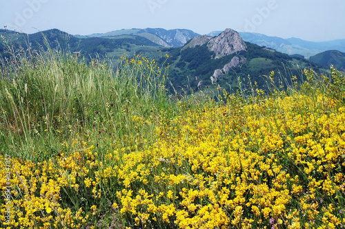 Field of yellow spring flowers, blue sky
