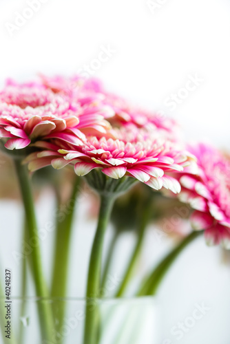 Fototapeta Naklejka Na Ścianę i Meble -  Gerbera Flowers in a Glass Vase