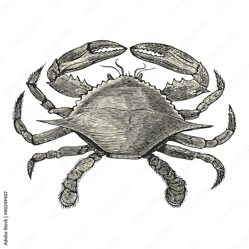 Crabe Bleu
