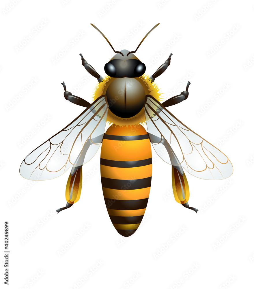 Abeille schématisée Abeille schématisée