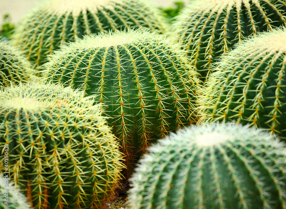 cactus cactus