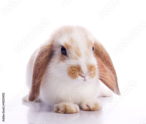 cute fancy rabbit