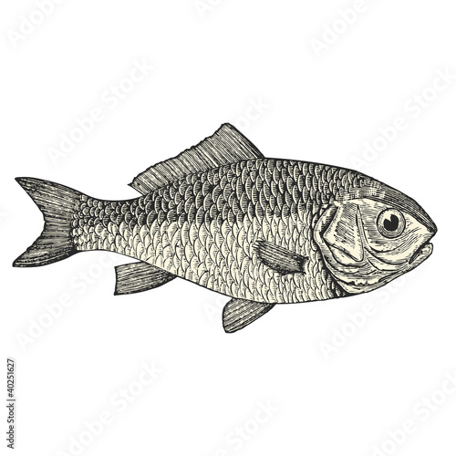 Dorade (Cyprinus auratus)