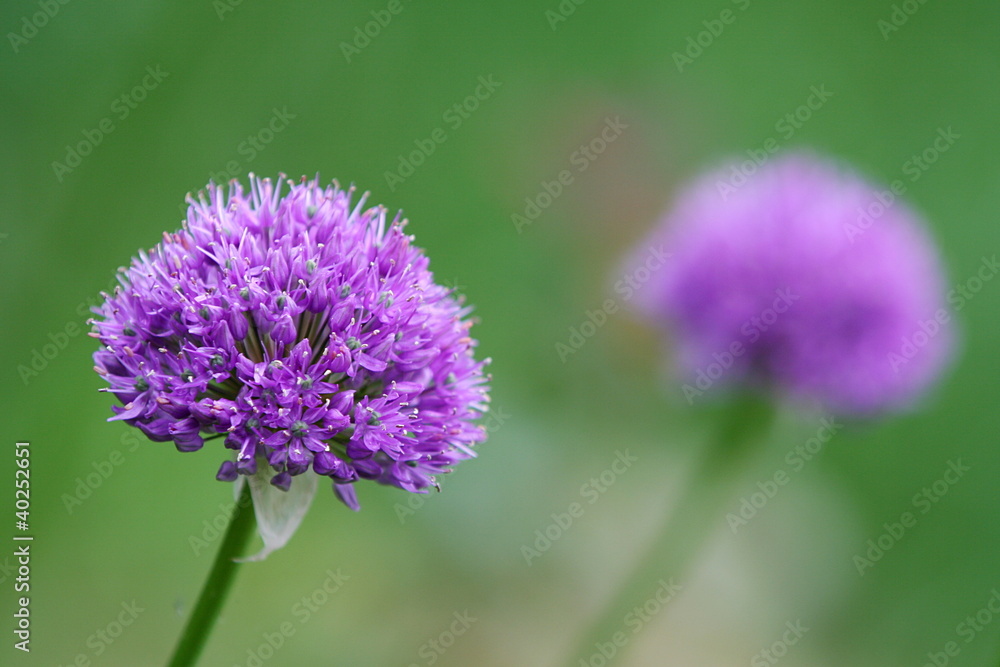 Purple Allium blossom in front of green background Purple Allium blossom in front of green background