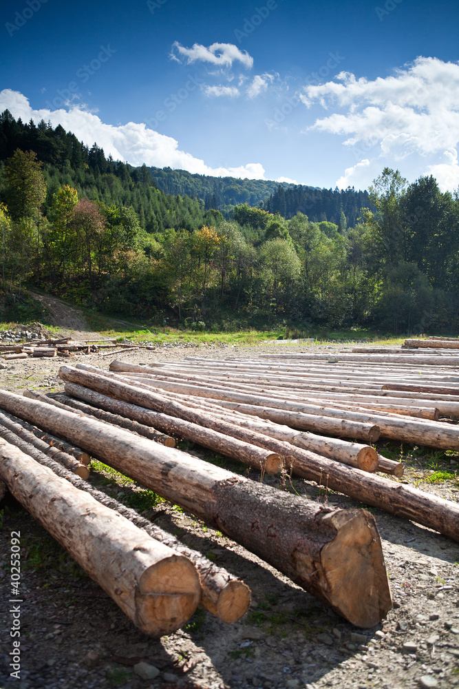 A row of logs are on the ground A row of logs are on the ground