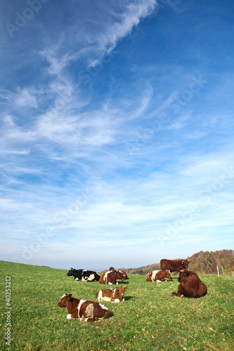 Brown white cows on a farmland © graphia