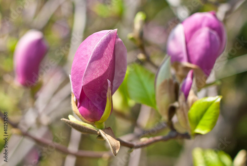 Close-up of color magnolia flower