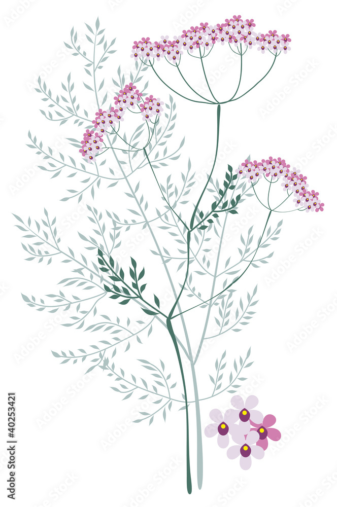 Valerian, meadow plant Valerian, meadow plant