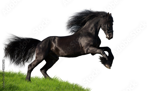 Fototapeta Naklejka Na Ścianę i Meble -  Black Friesian horse gallops on the hill