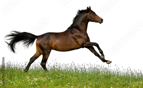 Bay horse runs gallop in field