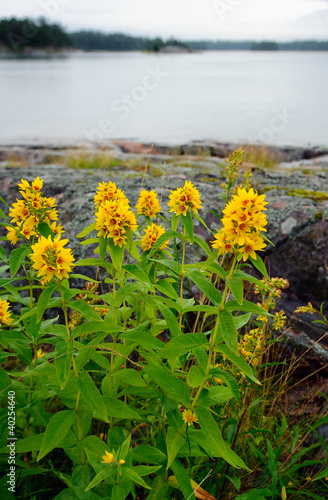 Lysimachia vulgaris