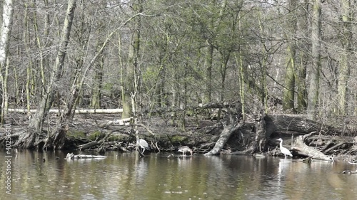 Video Graureiher (Ardea cinerea) am See photo