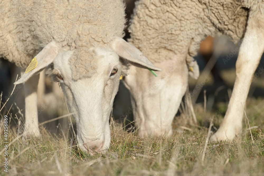 Obraz premium Ovejas comiendo hierba.