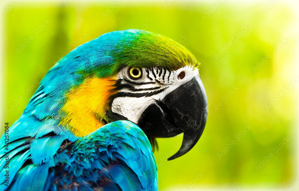 Naklejka premium Egzotyczna kolorowa Afrykańska ara papuga