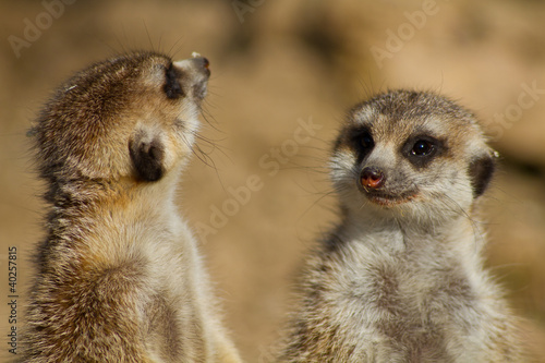 Two meerkats standing on rear legs photo