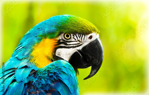 Fotografie, Obraz Exotic colorful African macaw parrot