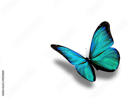 Turquoise butterfly, isolated on white background #40258661