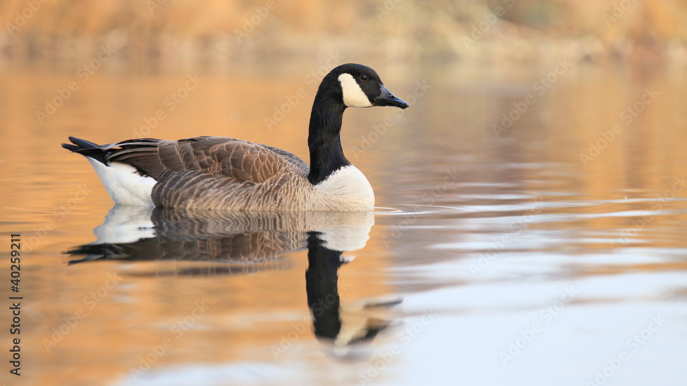 Obraz premium Kanadagans-208b1