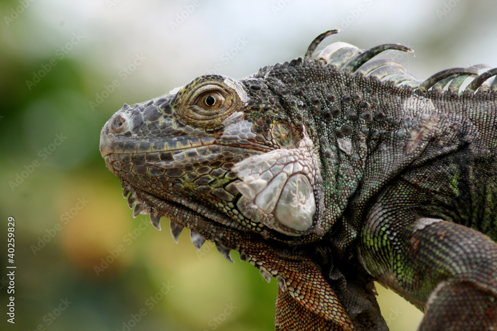 Obraz premium Grüner Leguan