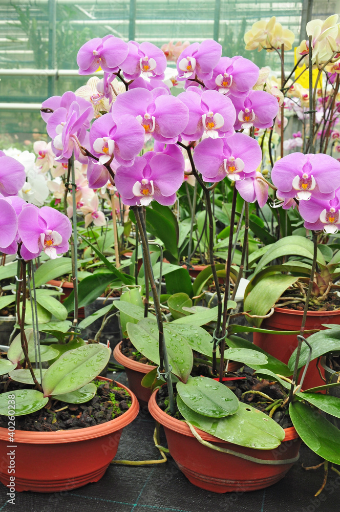 Orchid flowers, growth in glasshouse