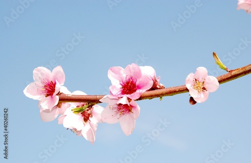 fiori di pesco