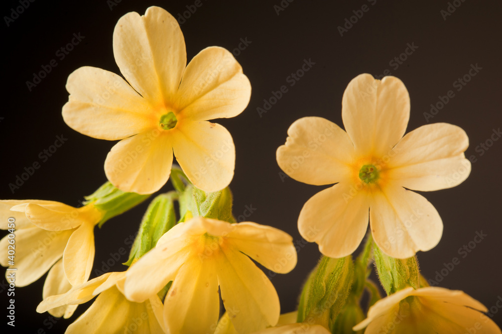 Fototapeta premium Schlüsselblume Makro